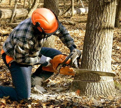 Tree Removal in Delaware, OK